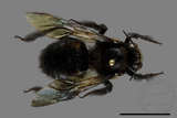 ǦW:Xylocopa tranquebarorum