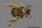 ǦW:Xylocopa collaris sauteri