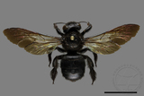 ǦW:Xylocopa tranquebarorum