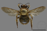 ǦW:Xylocopa collaris sauteri