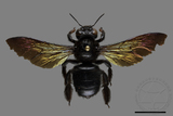 ǦW:Xylocopa tranquebarorum