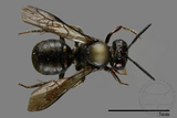 ǦW:Ceratina sp.