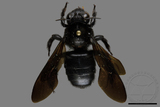 ǦW:Xylocopa tranquebarorum