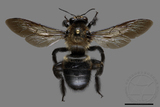 ǦW:Xylocopa tranquebarorum