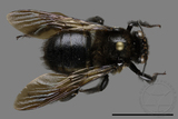 ǦW:Xylocopa tranquebarorum