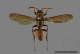 ǦW:Polistes takasagonus