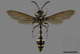 ǦW:Phimenes flavopictus formosanus