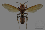 ǦW:Polistes tenebricosus