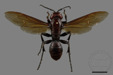 ǦW:Polistes gigas