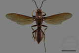 ǦW:Polistes tenebricosus