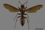 ǦW:Polistes tenebricosus