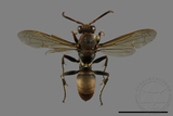 ǦW:Polistes huisunensis