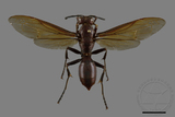 ǦW:Polistes gigas