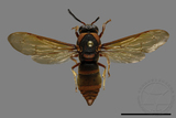 ǦW:Anterhynchium flavomarginatum formosicola