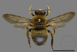 ǦW:Xylocopa collaris sauteri