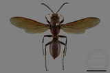 ǦW:Polistes tenebricosus