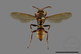 ǦW:Polistes takasagonus