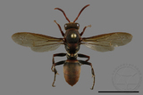 ǦW:Polistes huisunensis