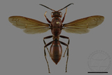 ǦW:Polistes tenebricosus