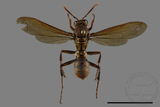 ǦW:Polistes formosanus