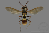 ǦW:Polistes takasagonus