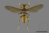 ǦW:Polistes rothneyi