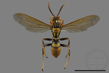 ǦW:Polistes formosanus