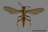 ǦW:Polistes formosanus