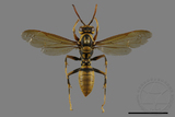 ǦW:Polistes rothneyi