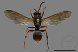 ǦW:Polistes eboshinus