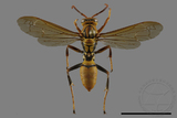 ǦW:Polistes formosanus