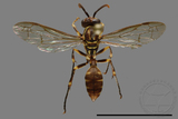 ǦW:Parapolybia nodosa