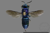 ǦW:Chrysididae sp.