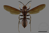 ǦW:Polistes tenebricosus