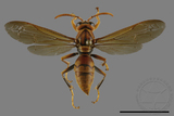 ǦW:Polistes jokahamae