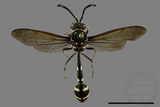 ǦW:Phimenes flavopictus formosanus