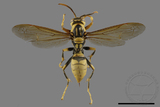 ǦW:Polistes rothneyi