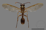 ǦW:Parapolybia takasagona