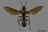 ǦW:Polistes tenebricosus