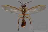 ǦW:Parapolybia takasagona