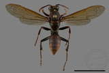 ǦW:Polistes formosanus