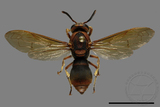 ǦW:Anterhynchium flavomarginatum formosicola