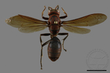 ǦW:Polistes tenebricosus