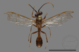 ǦW:Parapolybia takasagona