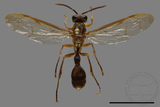 ǦW:Parapolybia takasagona