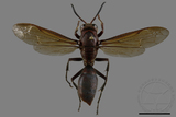 ǦW:Polistes tenebricosus