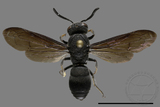 ǦW:Allorrhynchium chinense