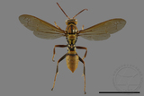 ǦW:Polistes formosanus