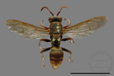 ǦW:Polistes takasagonus