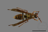 ǦW:Polistes formosanus